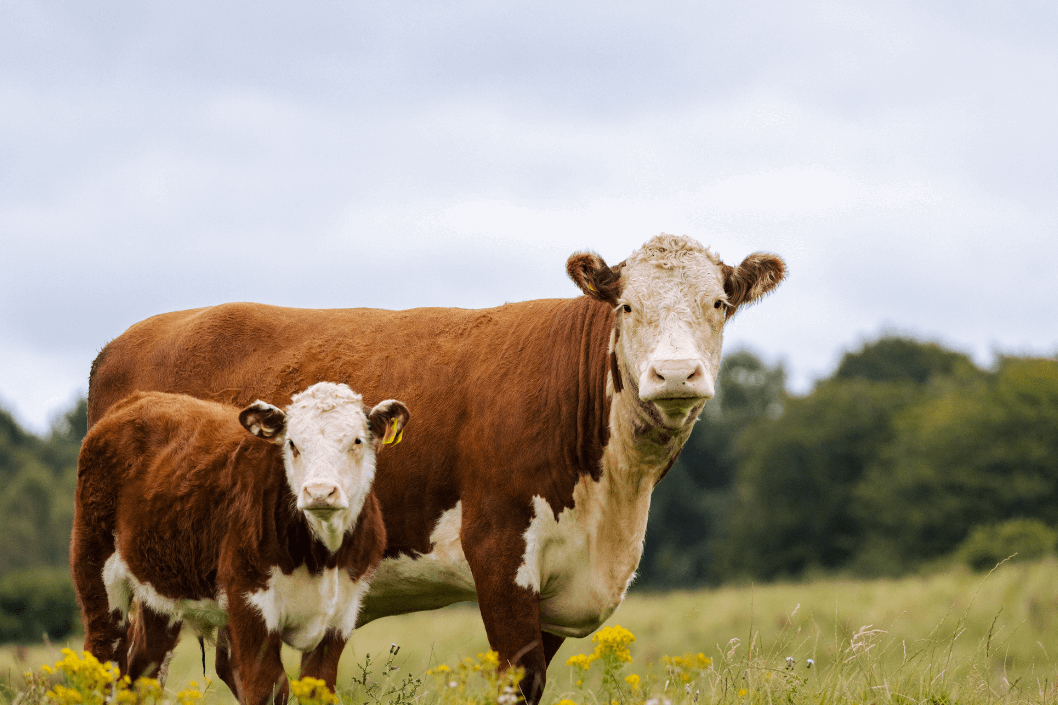 Cow & calf