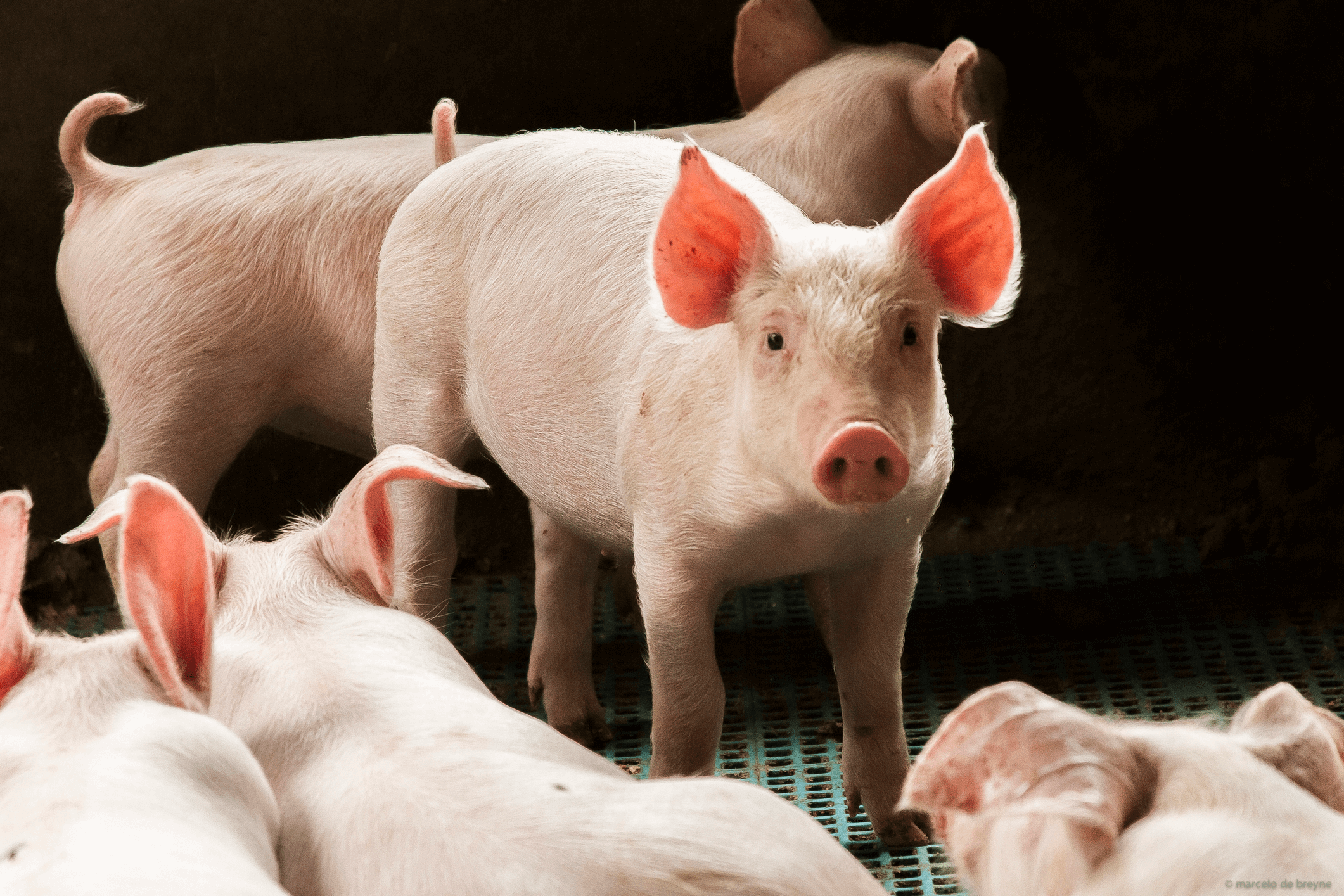 Pig