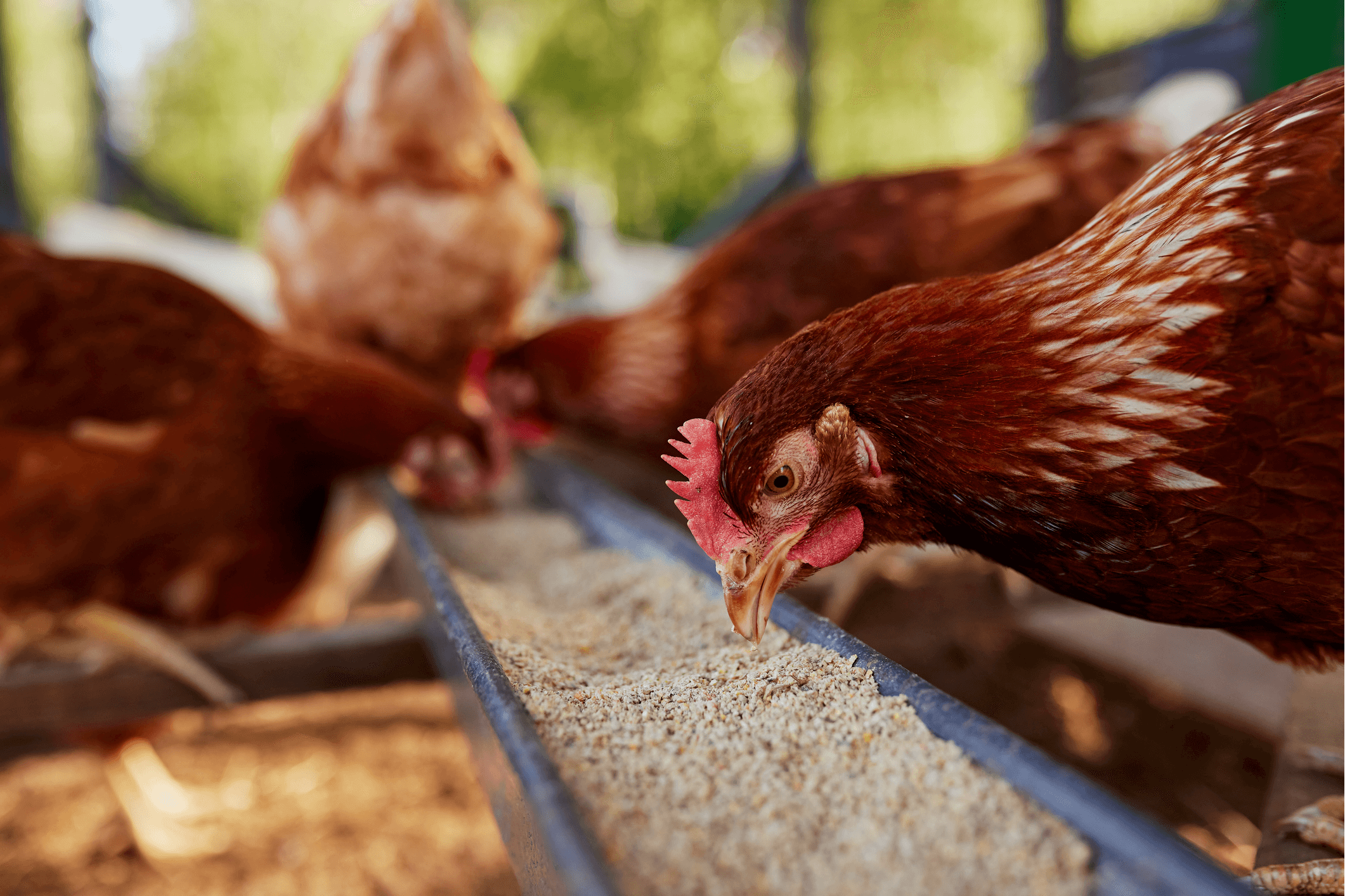 Chicken