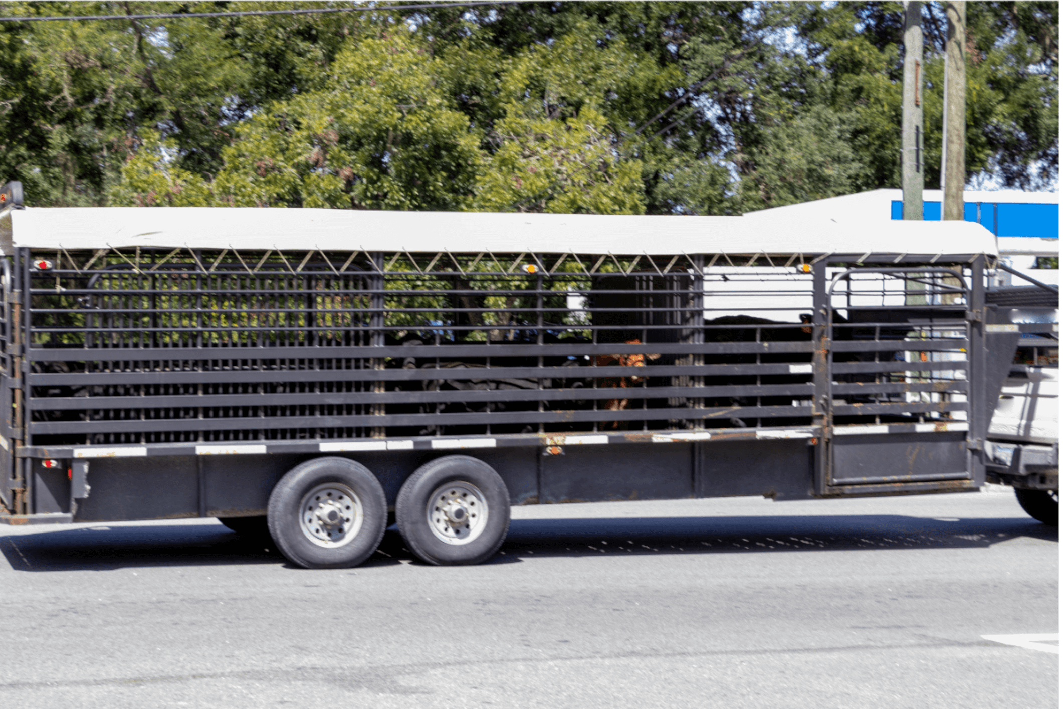 Horse trailer