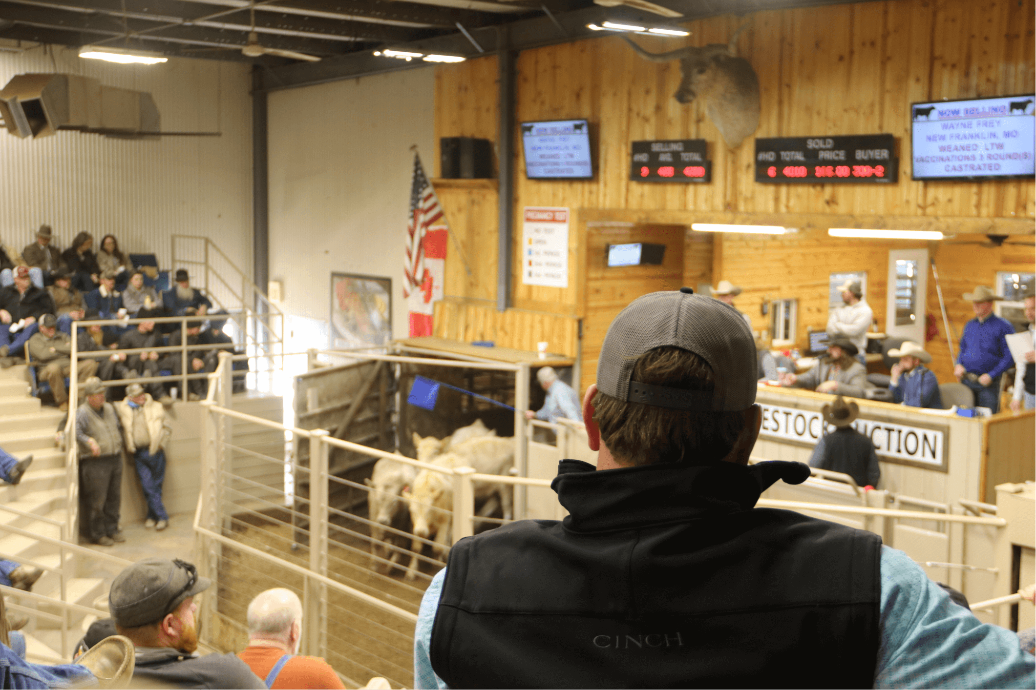 Livestock Auction