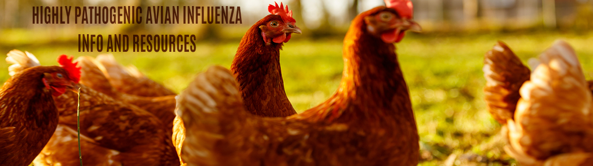 Avian Influenza