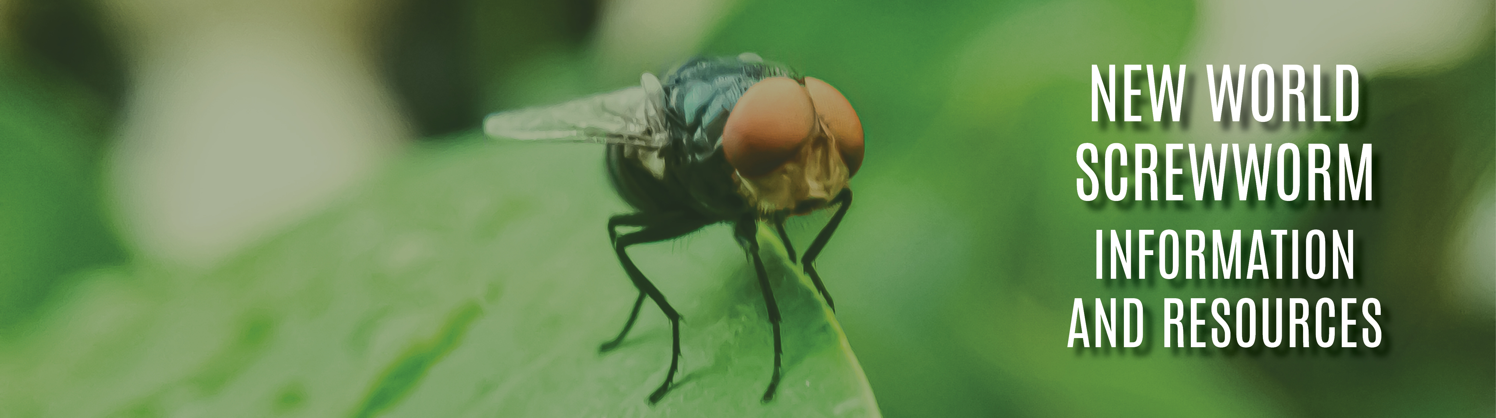 picture of new world screwworm