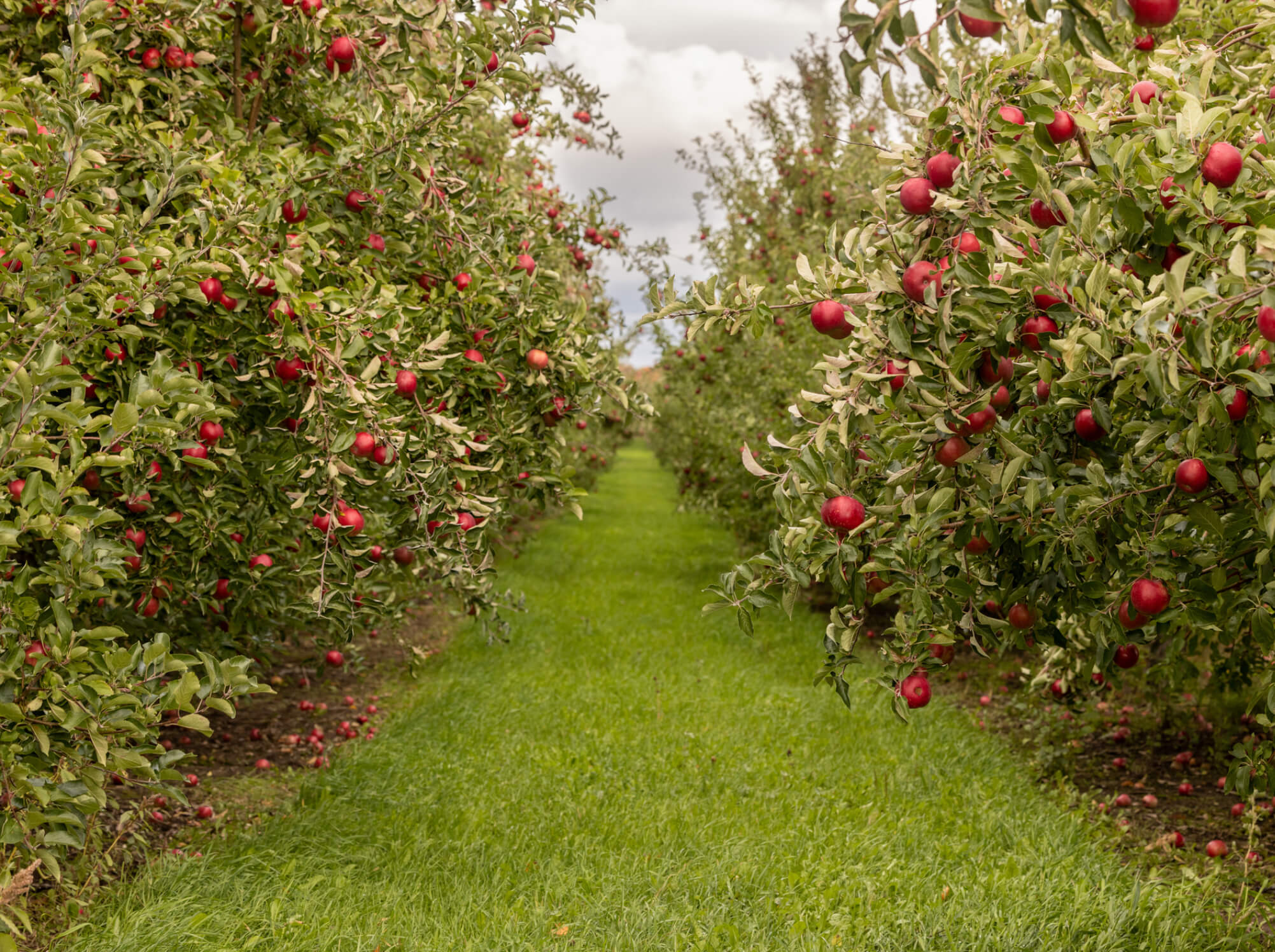 Rows of apple tree 