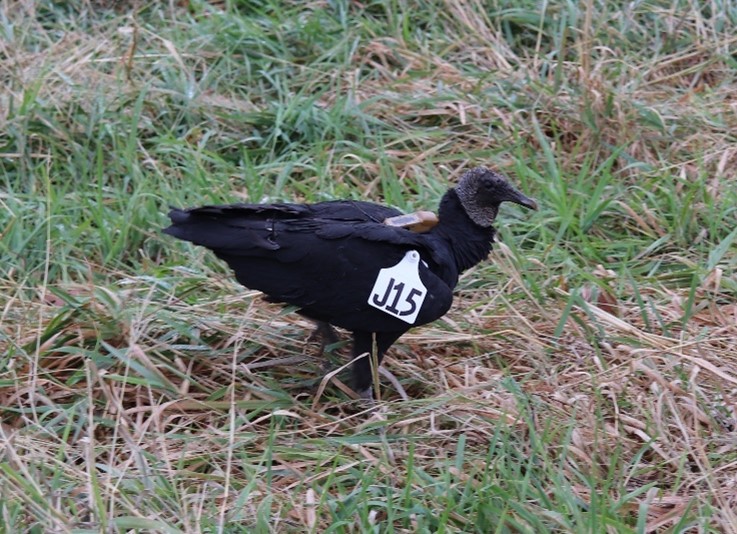 Tagged Black Vulture