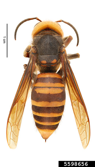 Picture of Asian Giant Hornet