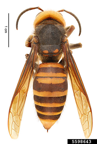 Picture of Asian Giant Hornet