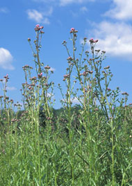 image of Canada thistle