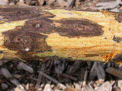 Image of tree cankers.