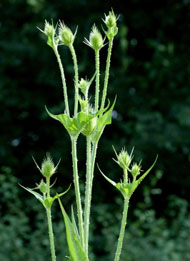 image of Common teasel