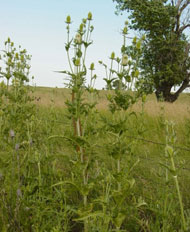 image of Cutleaf teasel