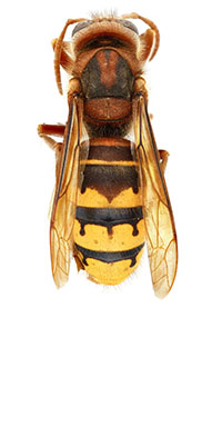 Picture of European Hornet