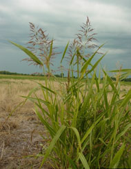 image of Johnson grass