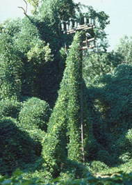 image of Kudzu