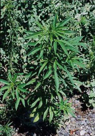 image of Marijuana