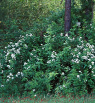 image of Multiflora rose