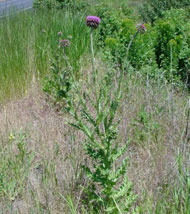 image of Musk thistle