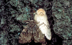 Image of an Adult Spongy Moth
