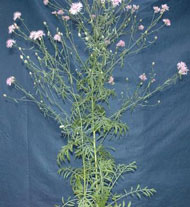image of Spotted knapweed