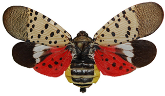 Picture of Spotted Lanternfly