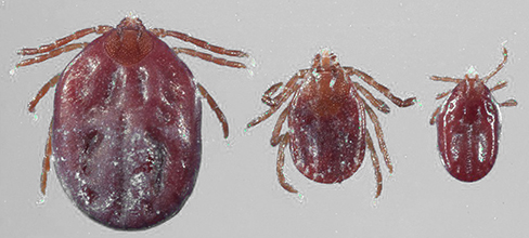 Longhorned tick lifecycle images.  Engorged female (left), partially engorged female (center) and engorged larvae (right)